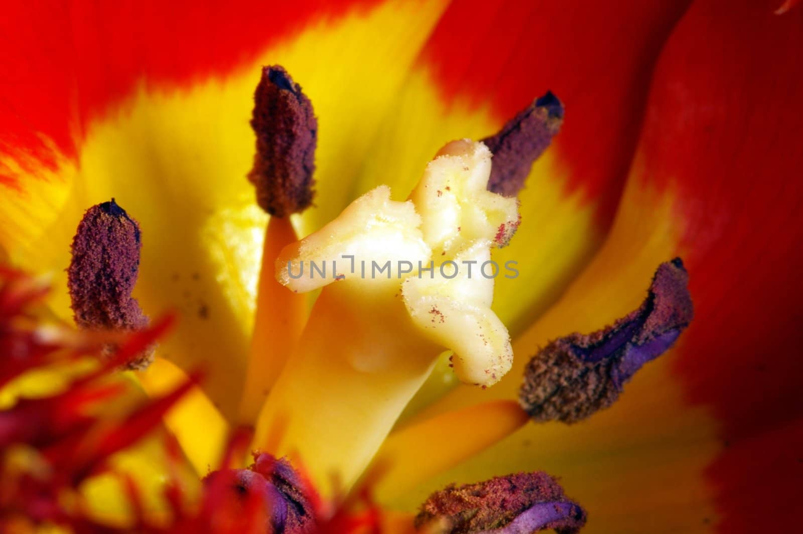 Close up of the red tulips petals