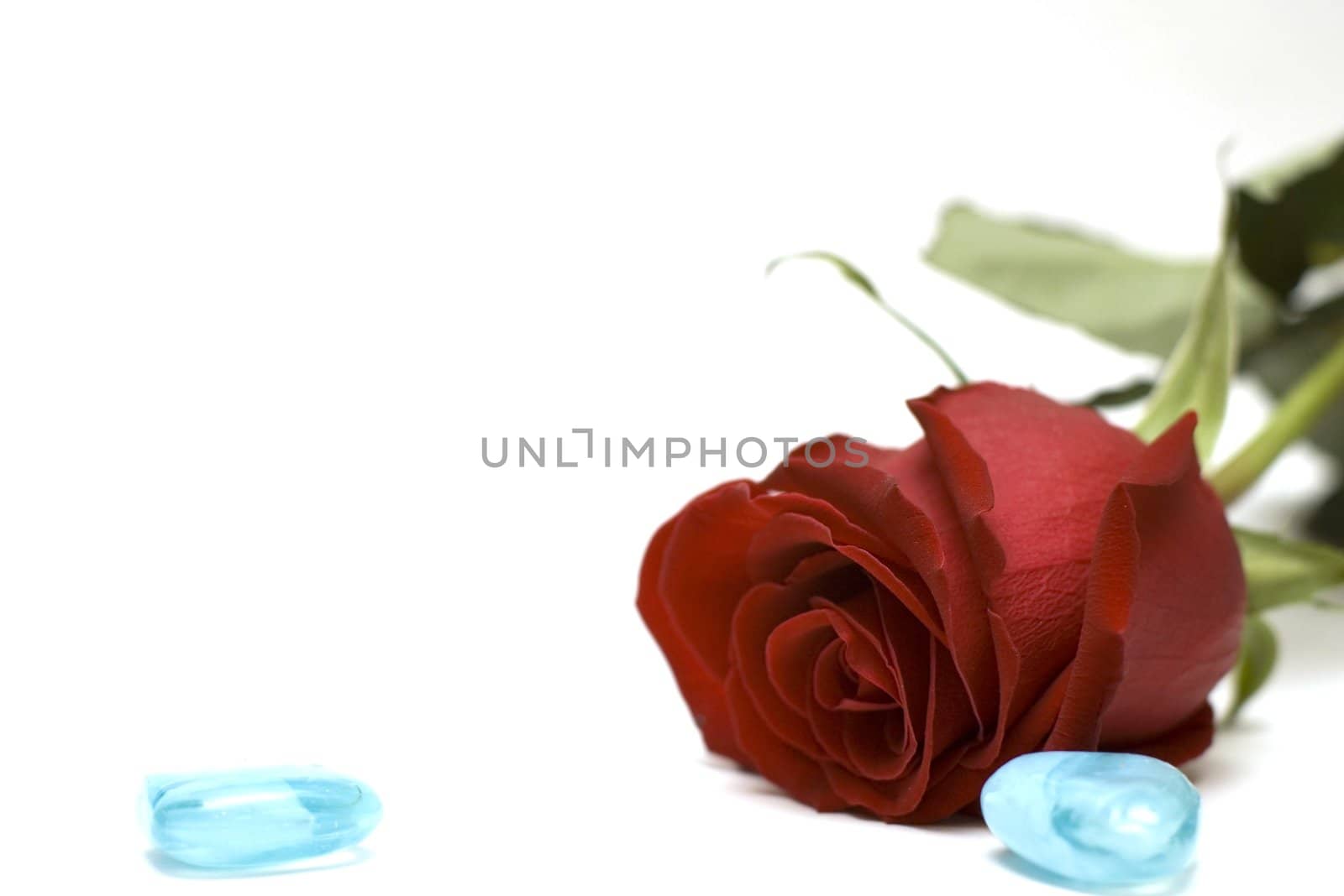 red rose on the white background with pebble