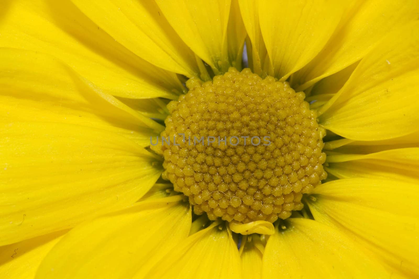 Close up of a daisy flower