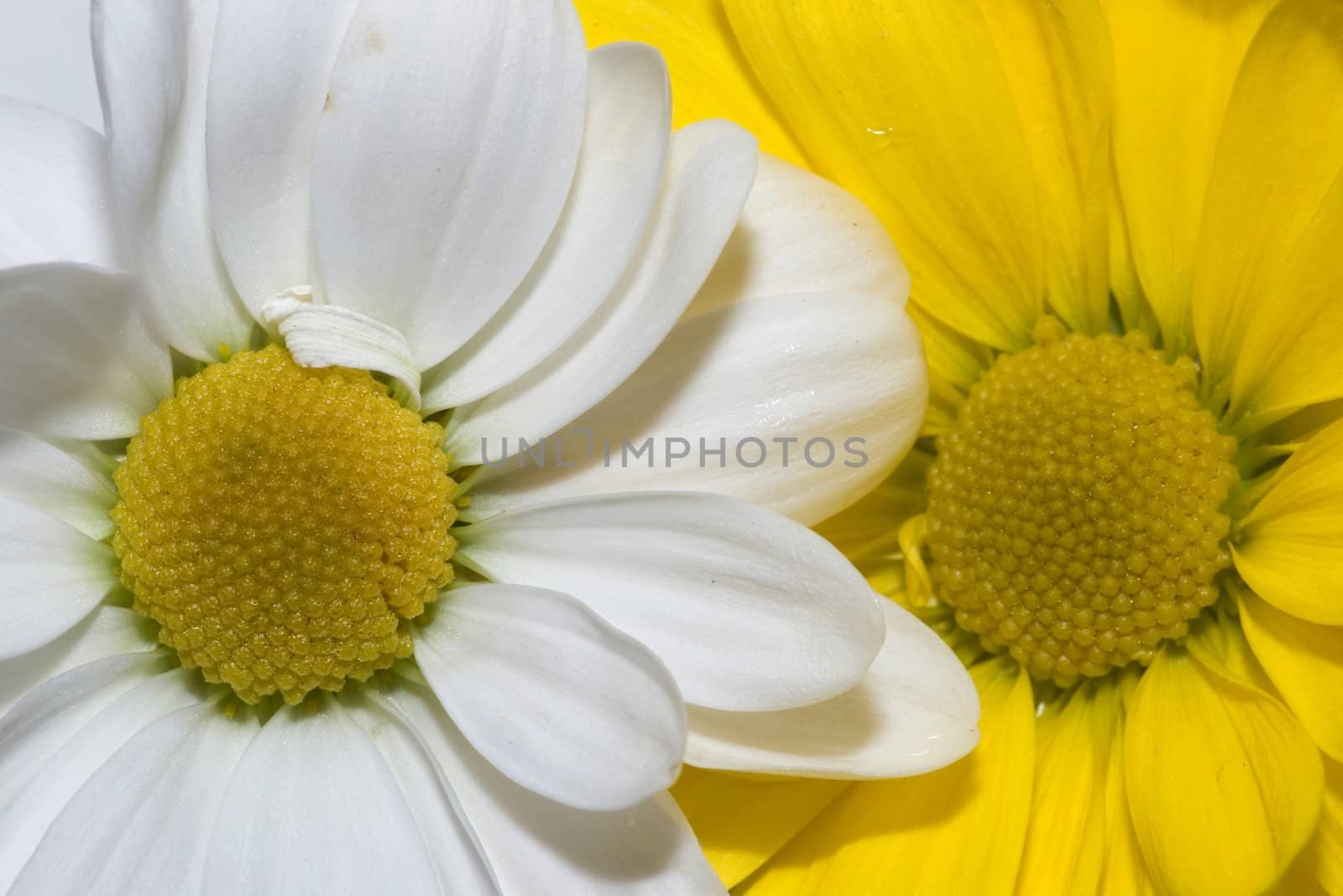 Close up of a daisy flowers. tow flowers