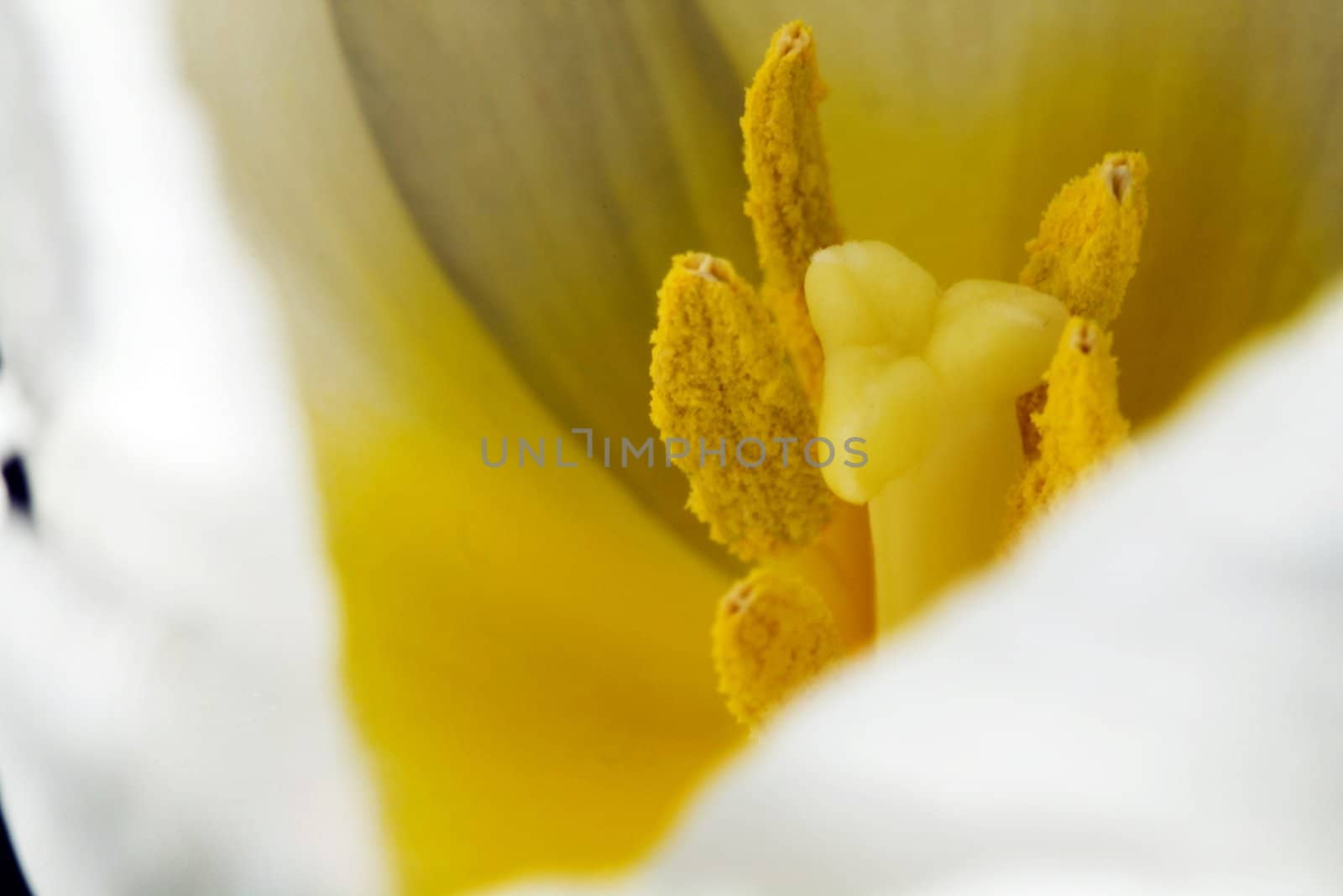 white tulip by dolnikow