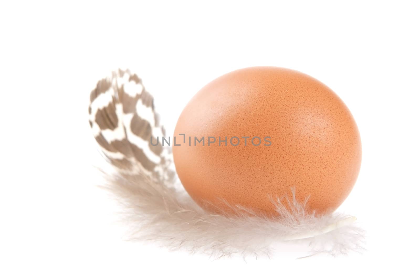 Egg, Feather, Wing, Bird, Flight, Soft, Frail, Light, Weightless