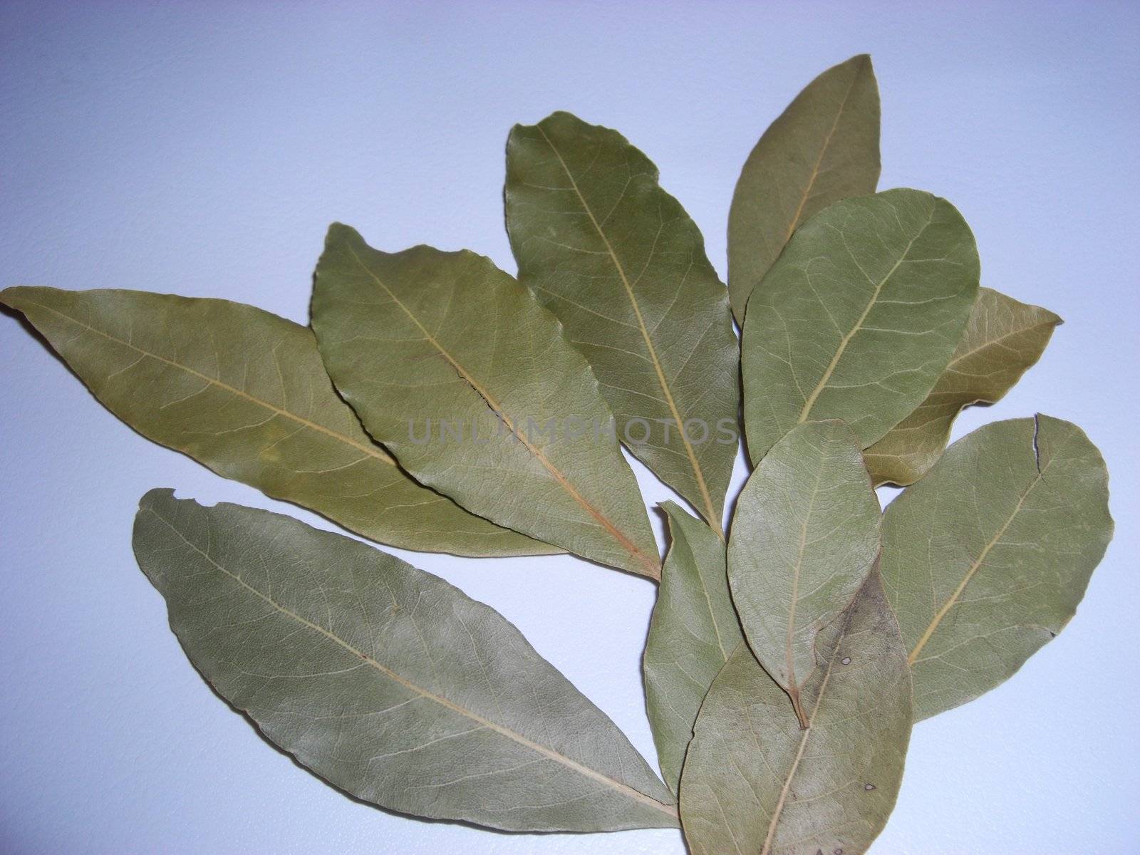 bay leaf (laurus nobilis) by Gabriele