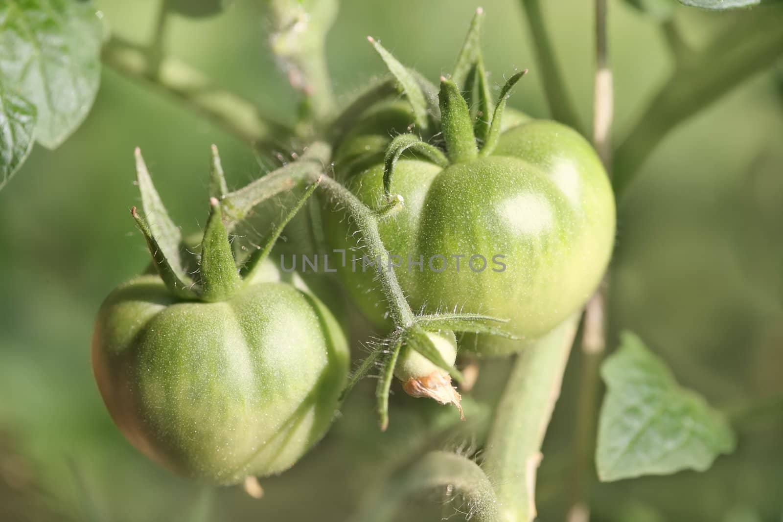 fresh green tomatoes on branch in hothouse