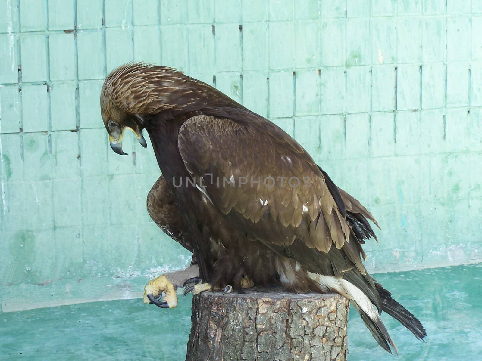 Eagle sitting on the log in the zoo.