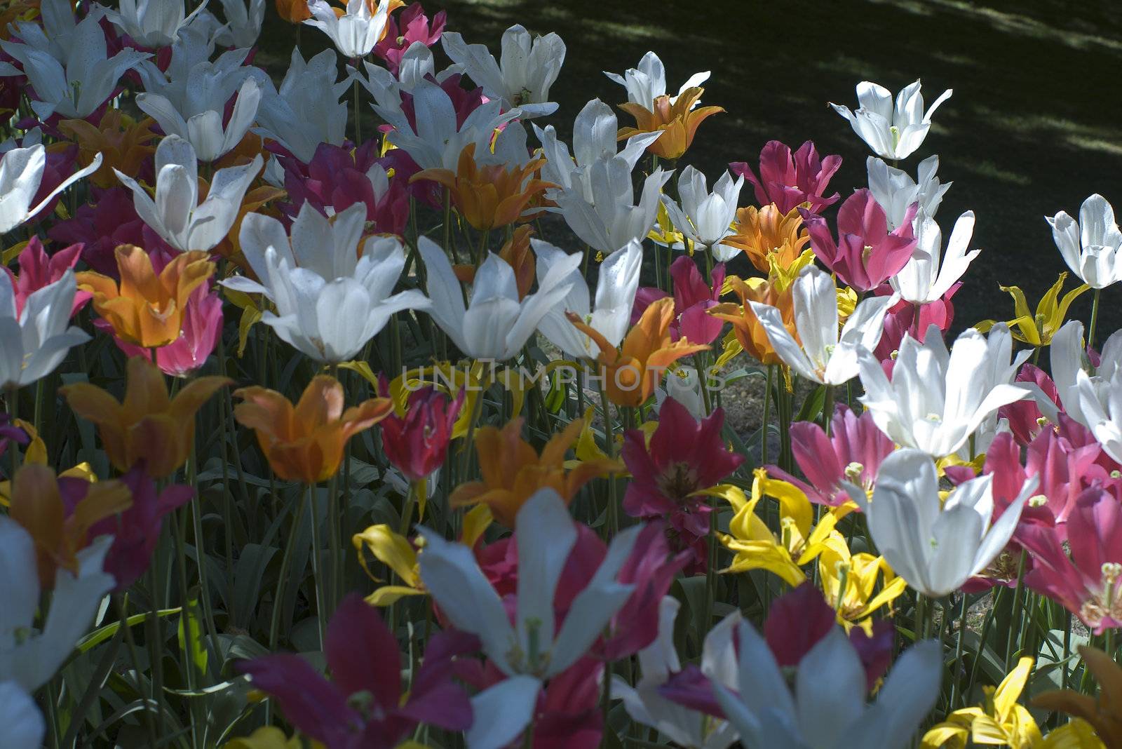 Tulips plant in Holland. Kukenhof Gardens. by dolnikow