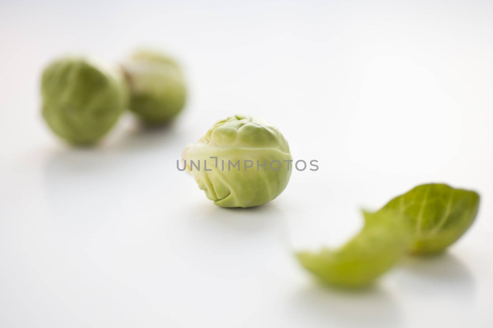 Brussel Sprout by charlotteLake