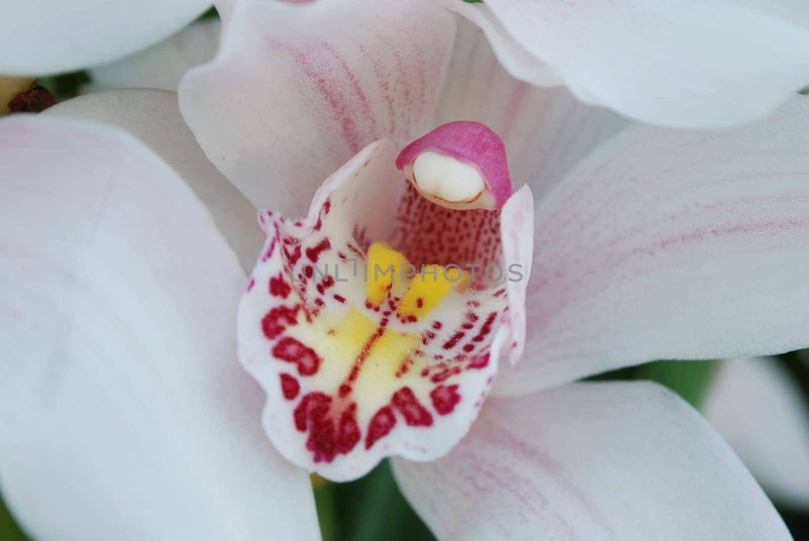 pink and white orchid (close up)