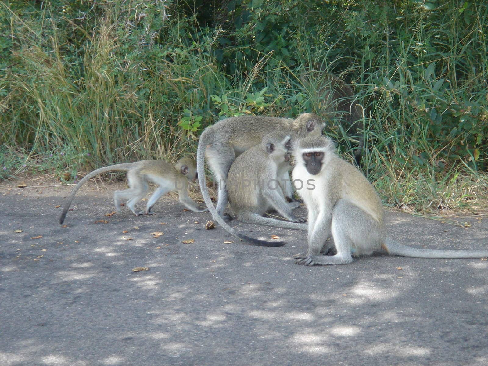 Grey monkeys on the road in kruger park by luissantos84