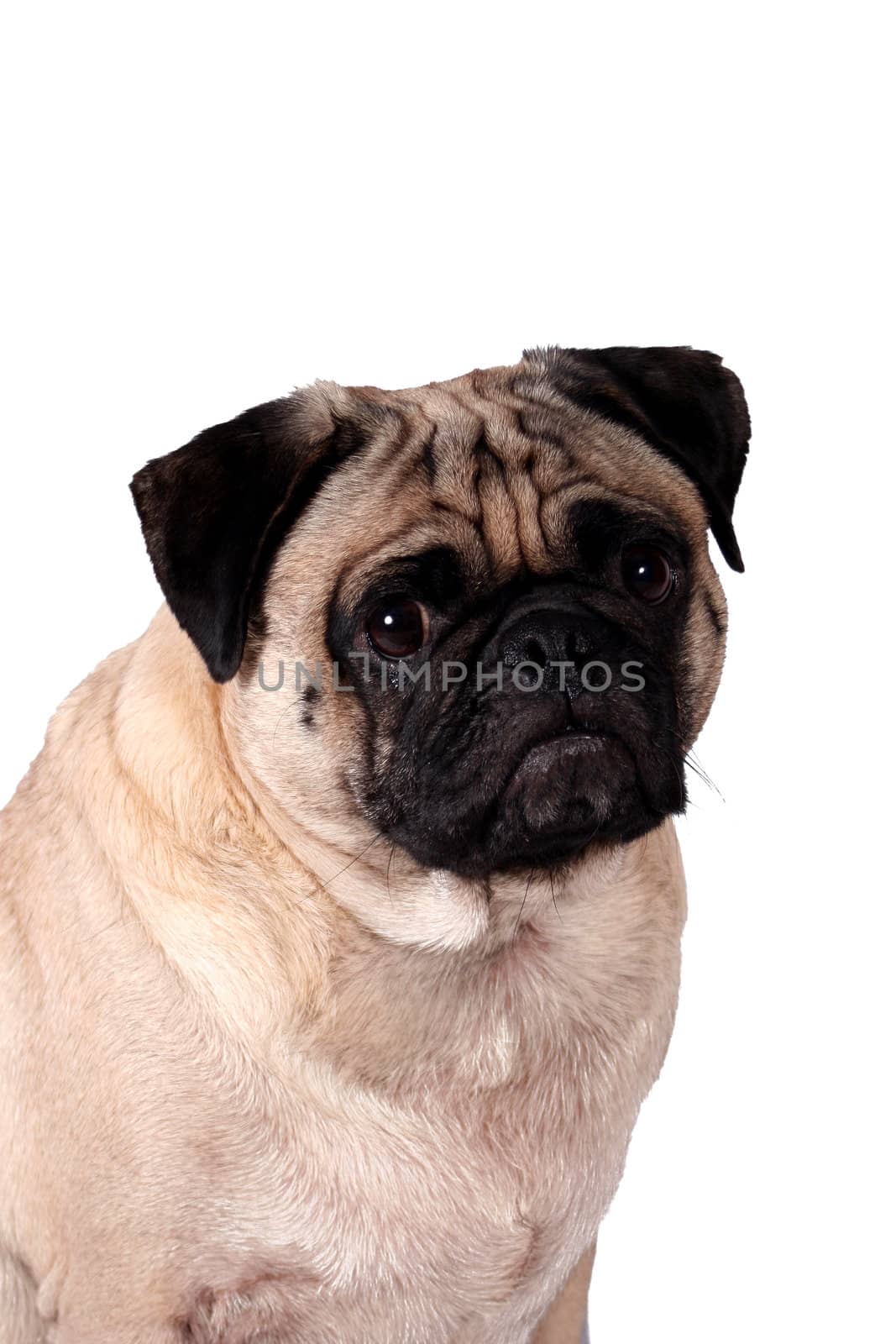 A Isolated Pug dog on white