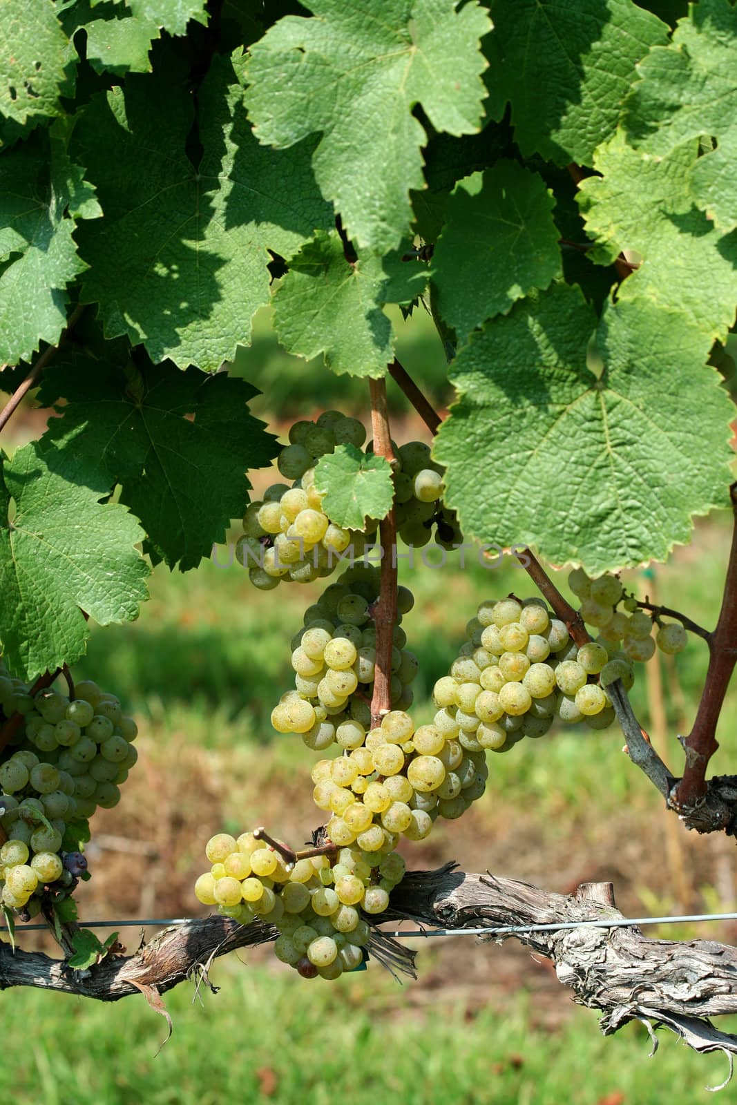 Green chardonnay grapes on the vine