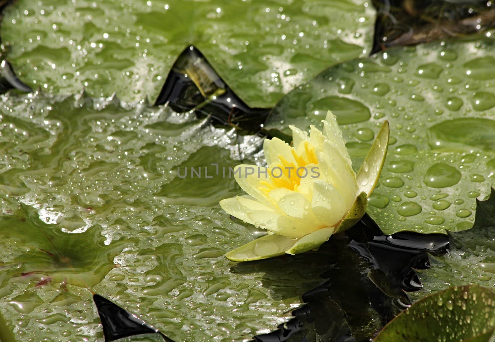 Yellow water lily after the rain.