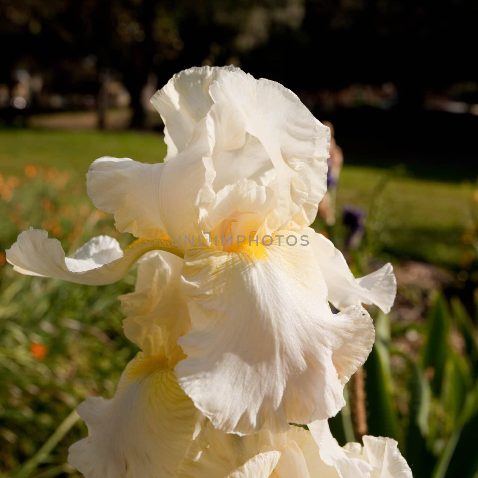 Iris is a genus of between 200-300 species of flowering plants with showy flowers. It takes its name from the Greek word for a rainbow, referring to the wide variety of flower colors found among the many species.