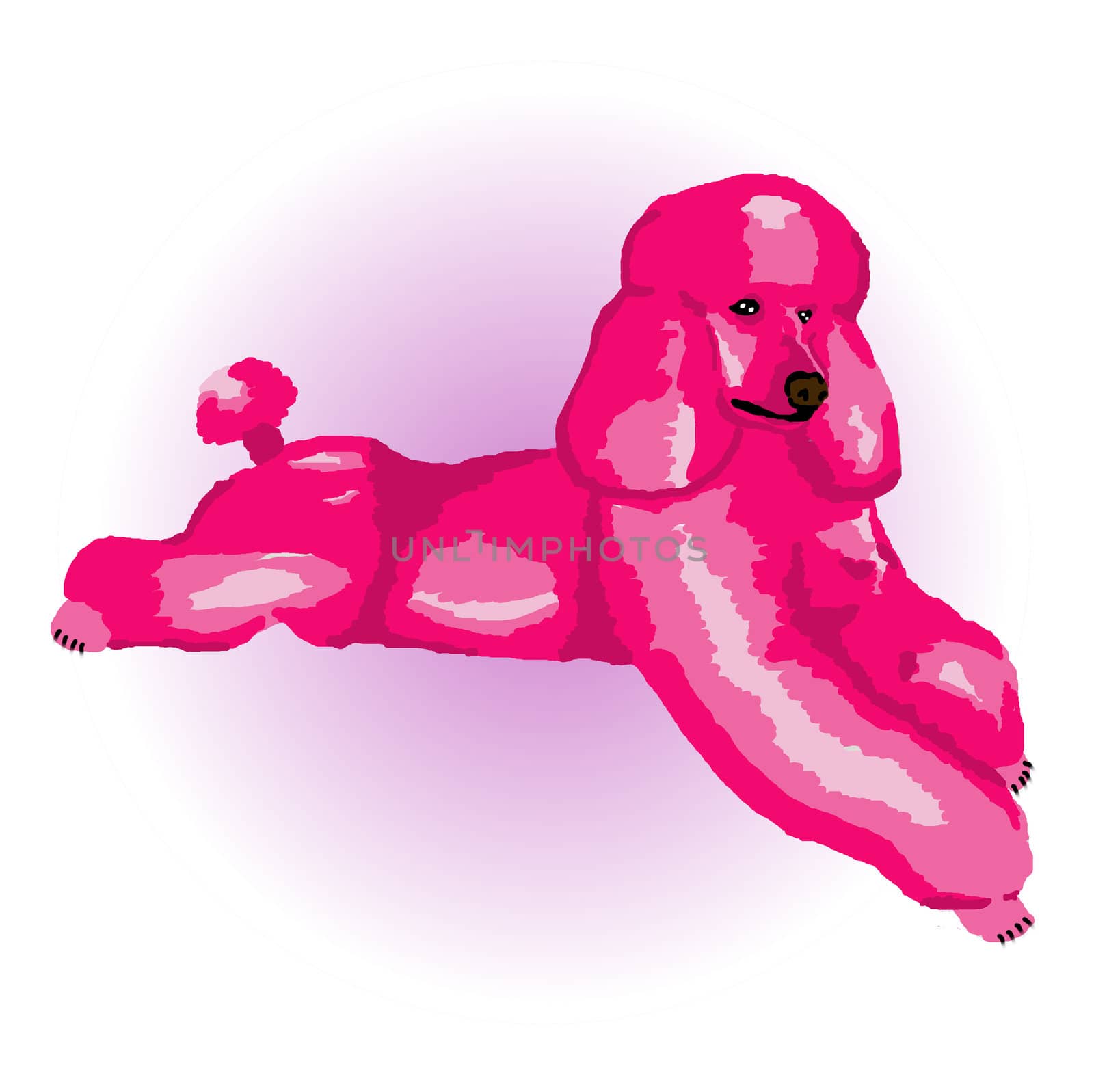 Pink Poodle Lying Down by karensuki