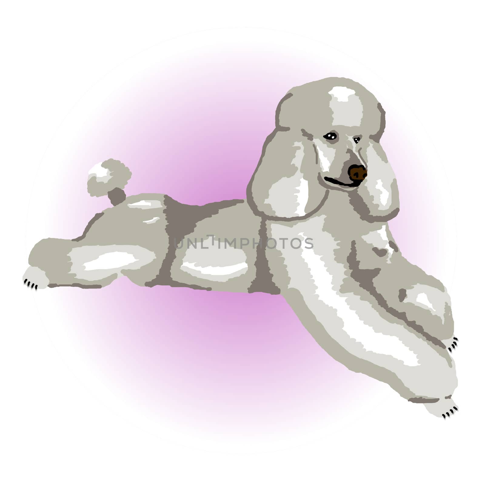 A silver poodle relaxing lying down with a purple color spot in the background - a raster illustration.