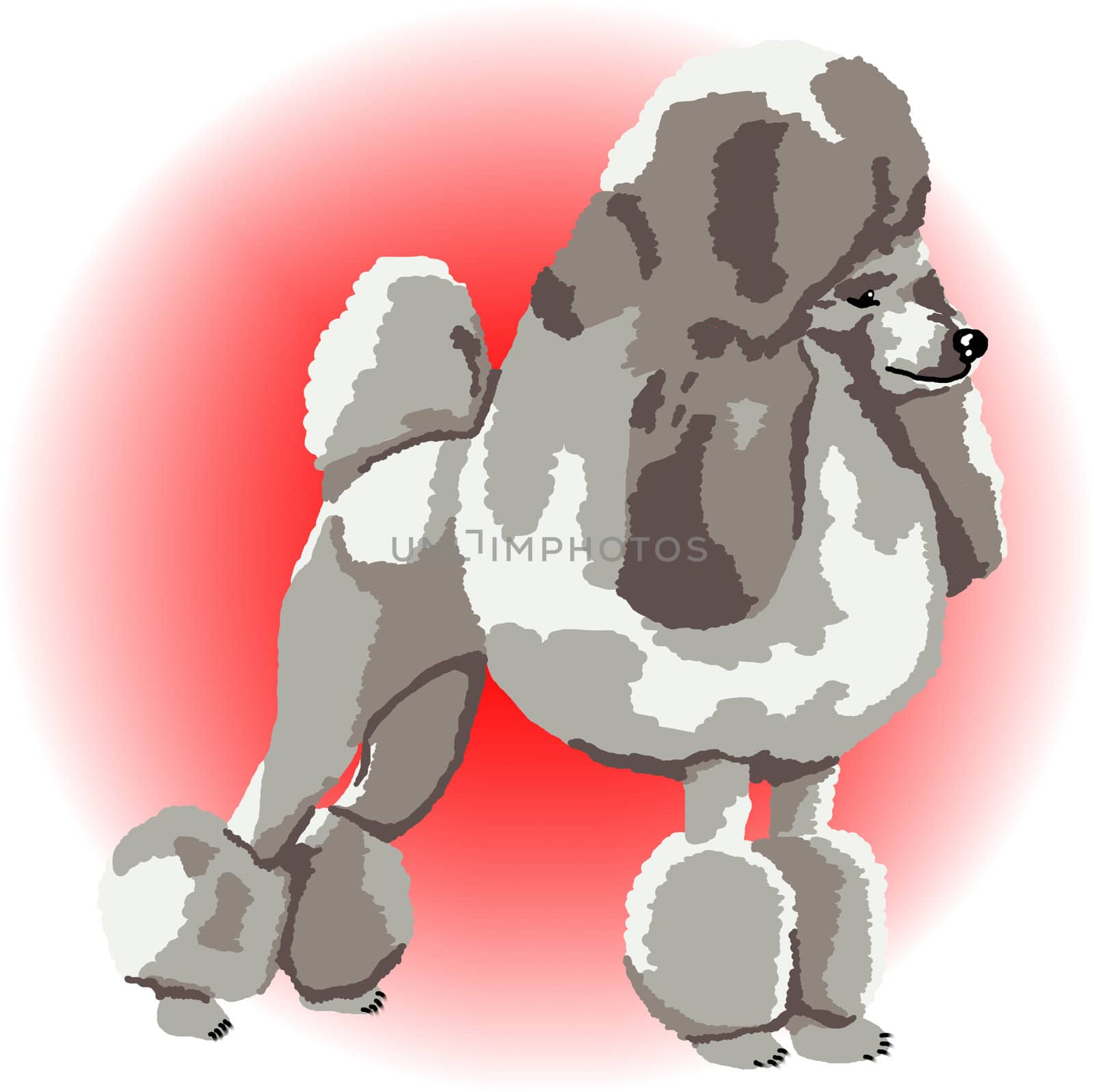 A silver poodle standing on point with a red color spot in the background - a raster illustration.