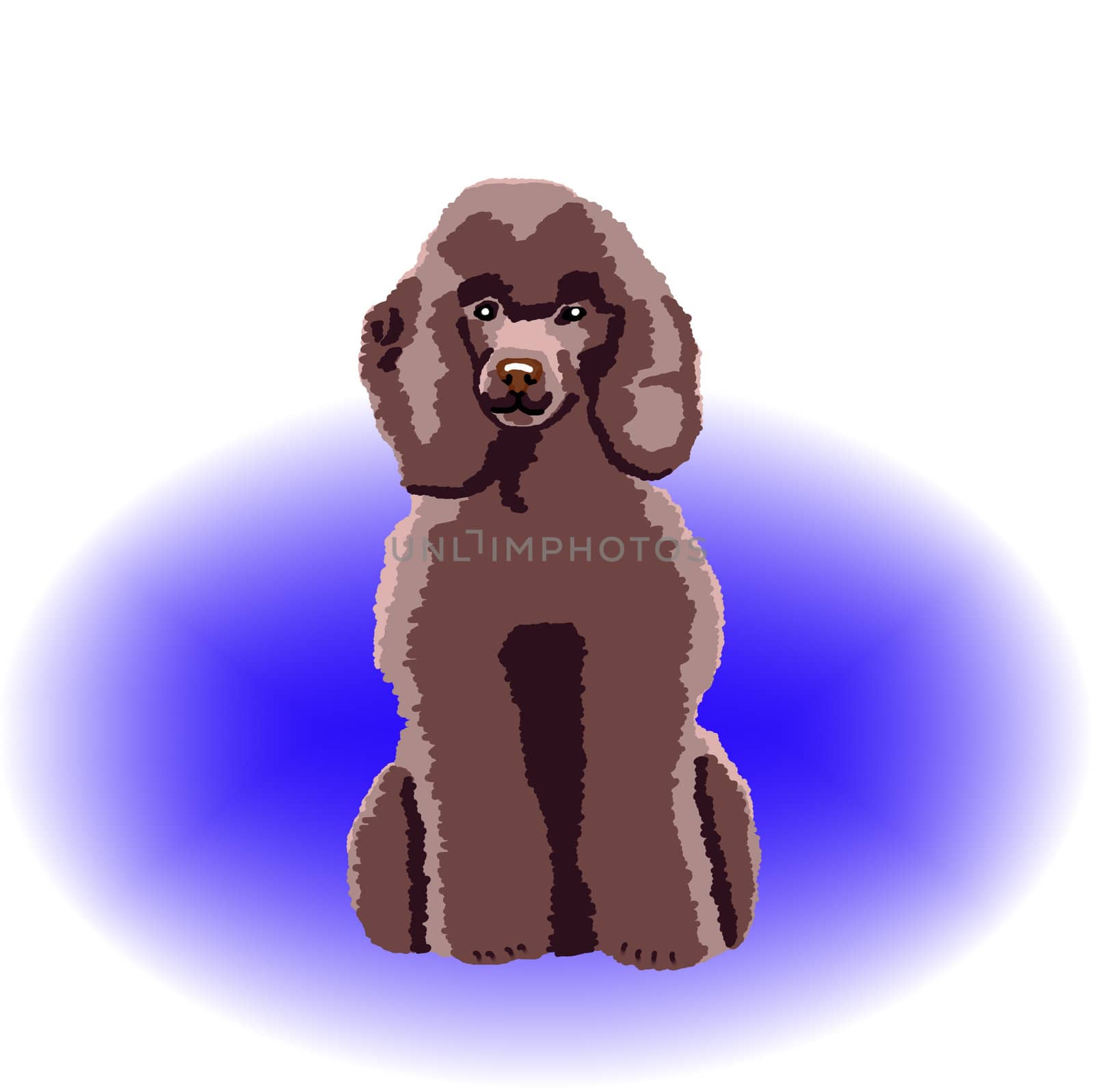 A brown poodle sitting down with a blue color spot in the background - a raster illustration.