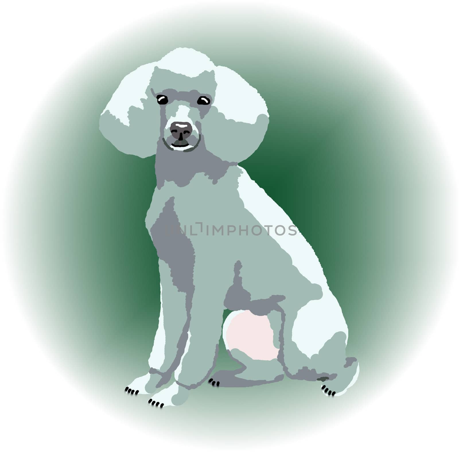 A white poodle sitting down with a green color spot in the background - a raster illustration.
