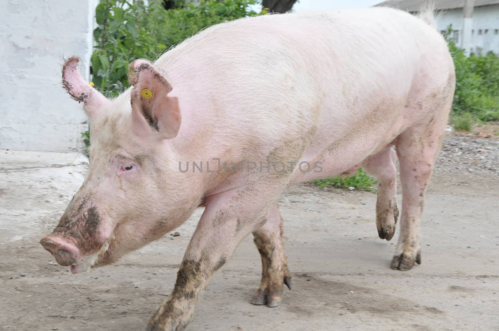 Male hog of breeds Great White on the walk