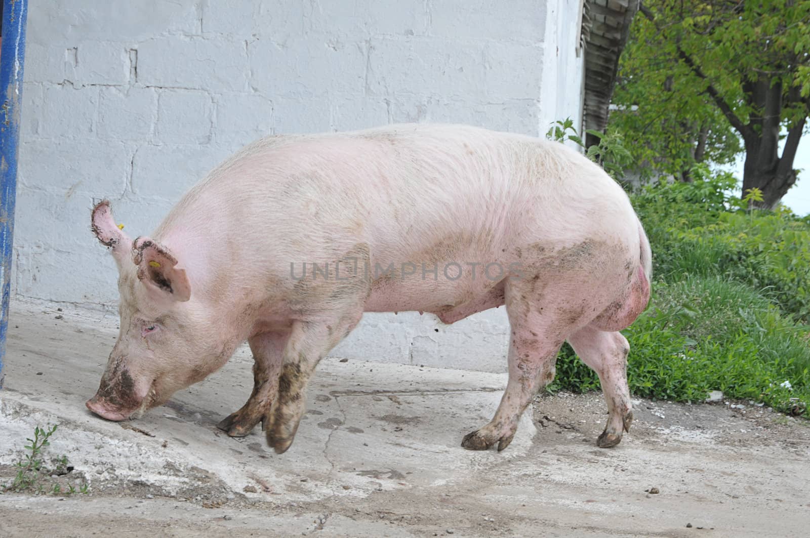 Male hog of breeds Great White on the walk