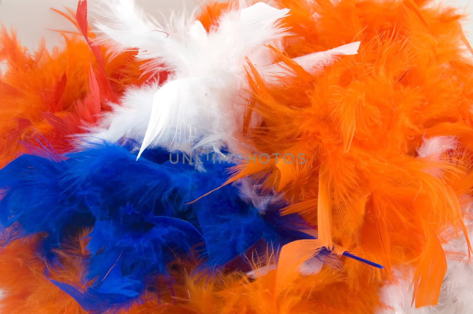 boa for dutch holiday called queensday on white