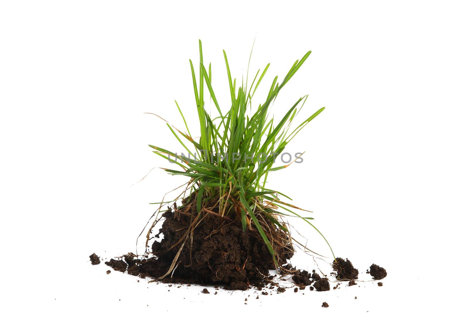 Young plant with roots and the earth on a white background