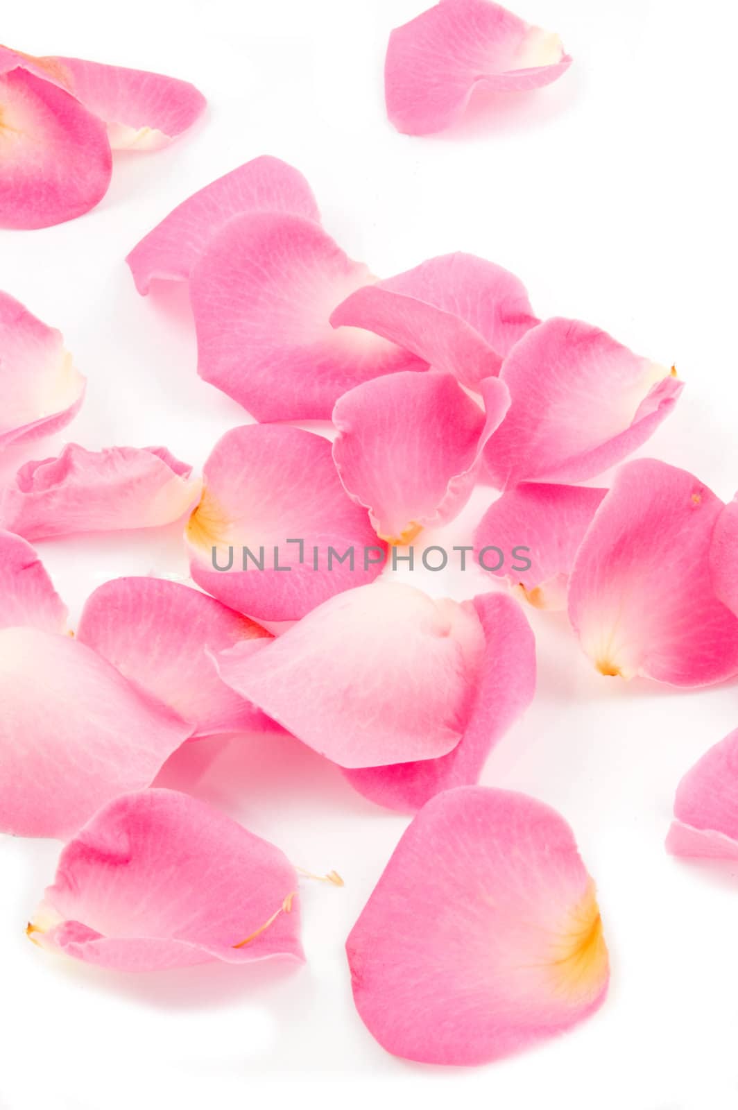 Lots of rose leafs isolated on white background
