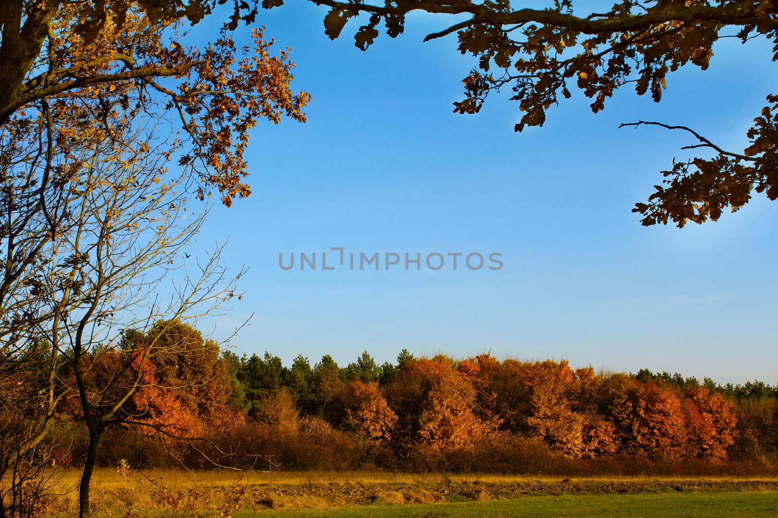 Forest land in autumn colors. In the foreground branches of oak and other trees