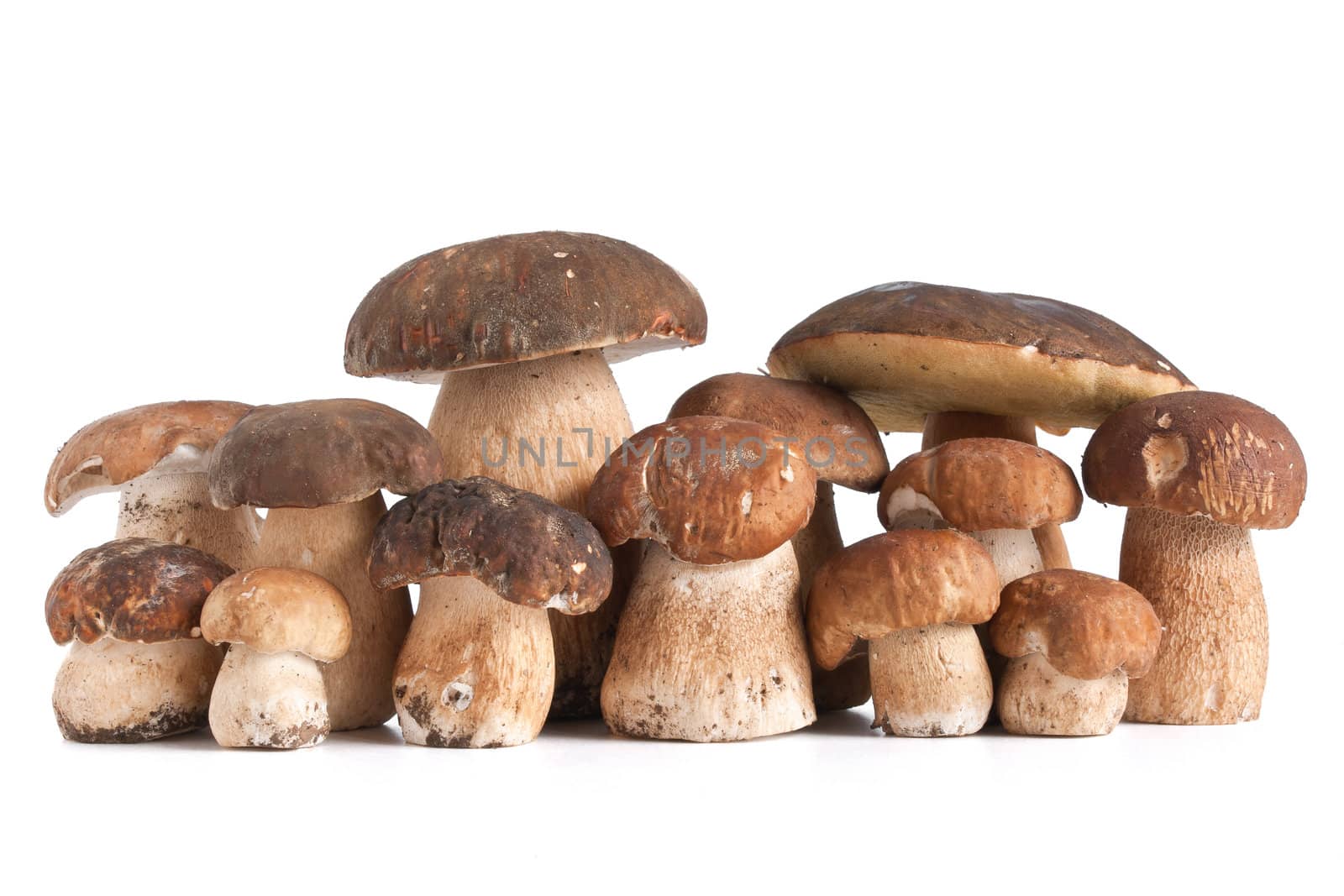group of Boletus Edulis mushroom isolated on white background