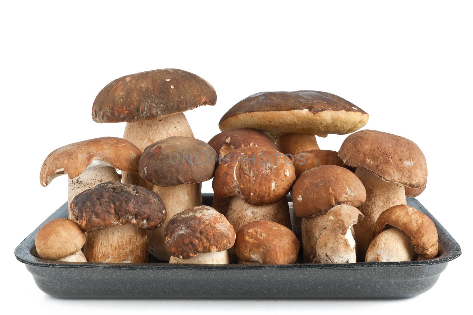 tray with group of Boletus Edulis mushroom isolated on white background
