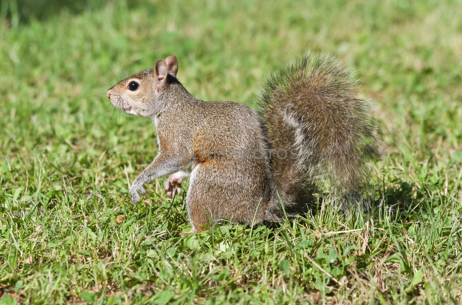 little gray squirrel stands on a green meadow