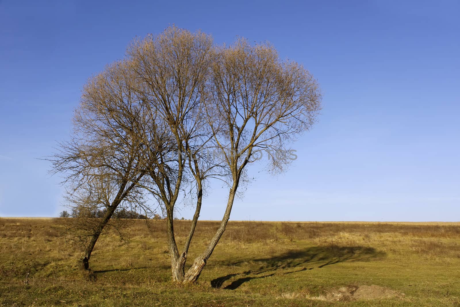 Lonely willow trees in autumn season among alkali. The end of October