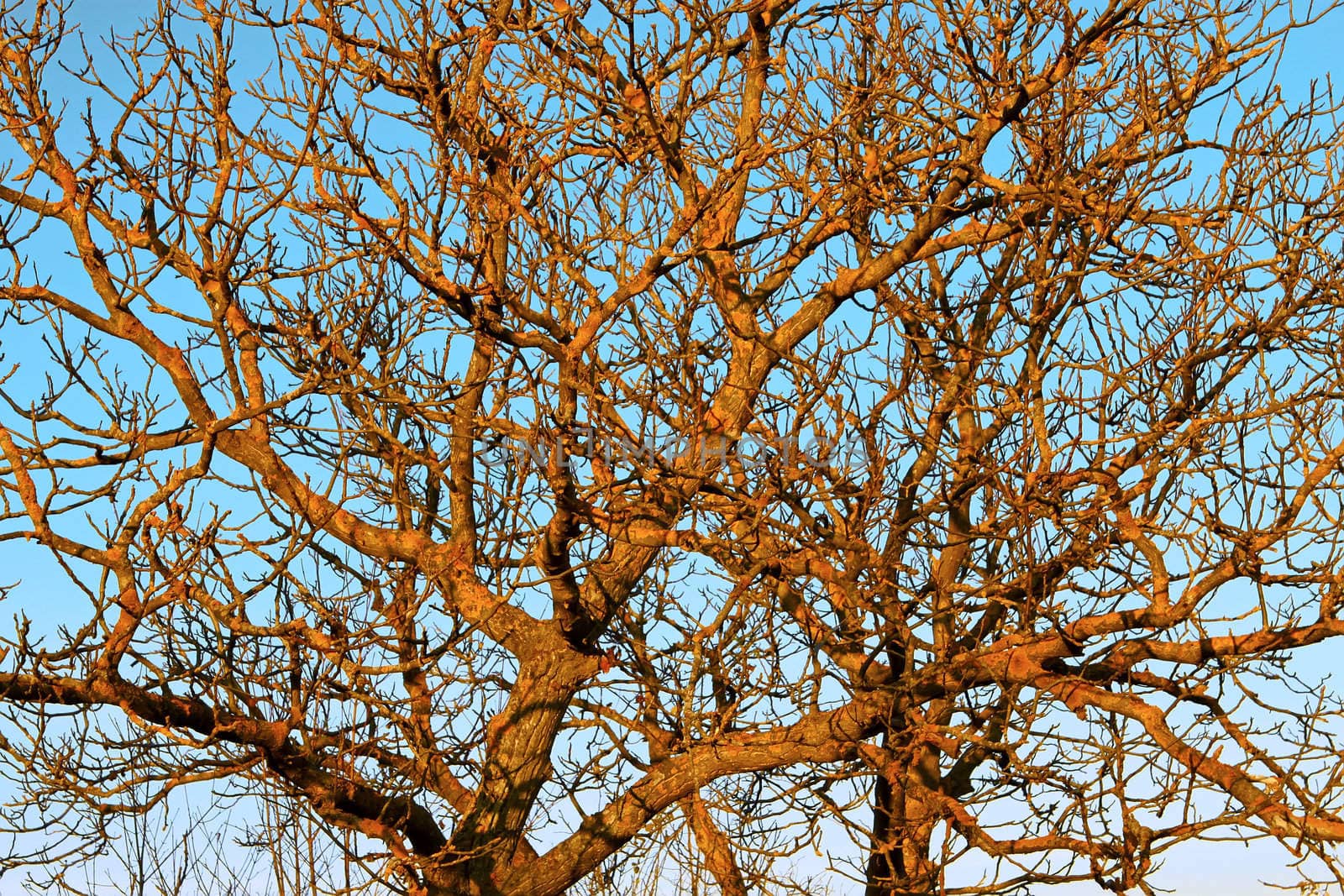 The branches of the old Walnut trees by qiiip