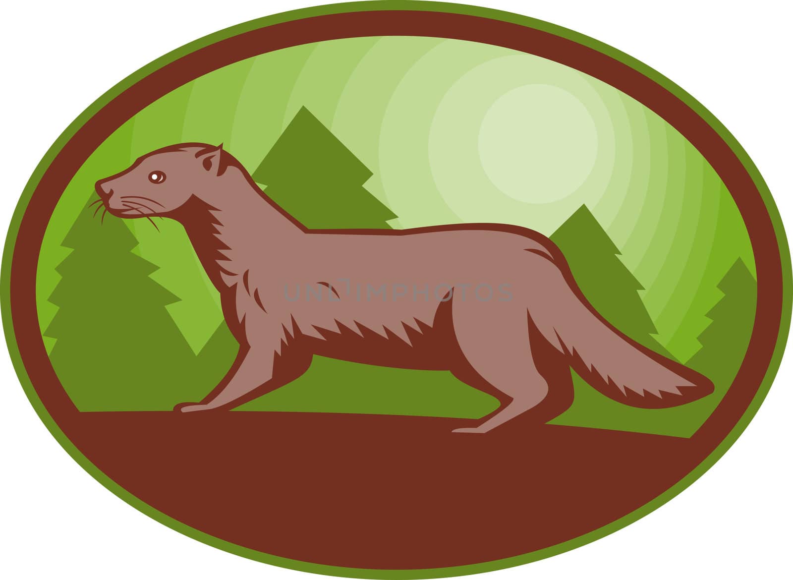 illustration of a european mink side view set inside an oval.