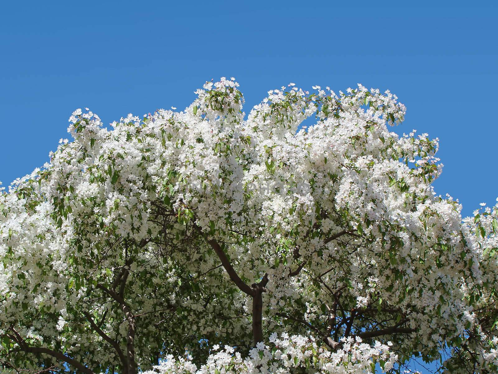 White flowers bloom on a tree against a bright blue sky.