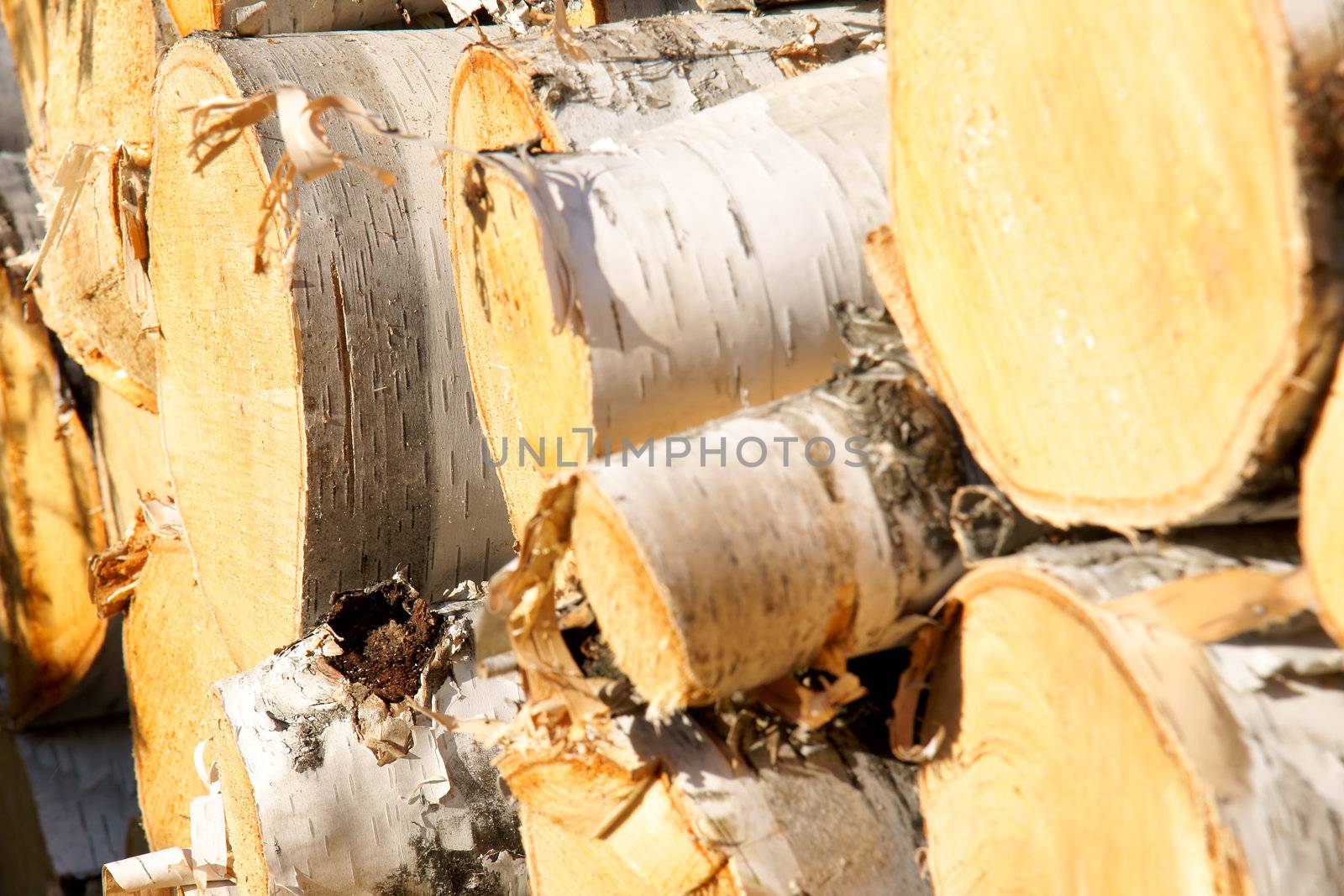 Wood pile of paper birch logs shot at a diagonal angle with sunset giving warm colors with focus at the back.