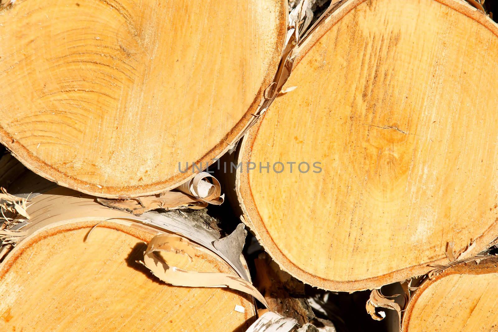 Close-up of large logs of cut paper birch wood in the sunset light.