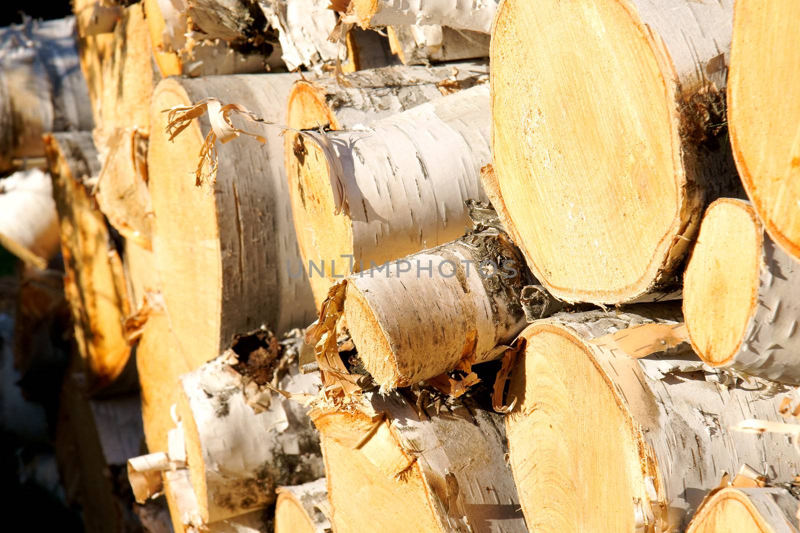 Wood pile of paper birch logs shot at a diagonal angle with sunset giving warm colors.