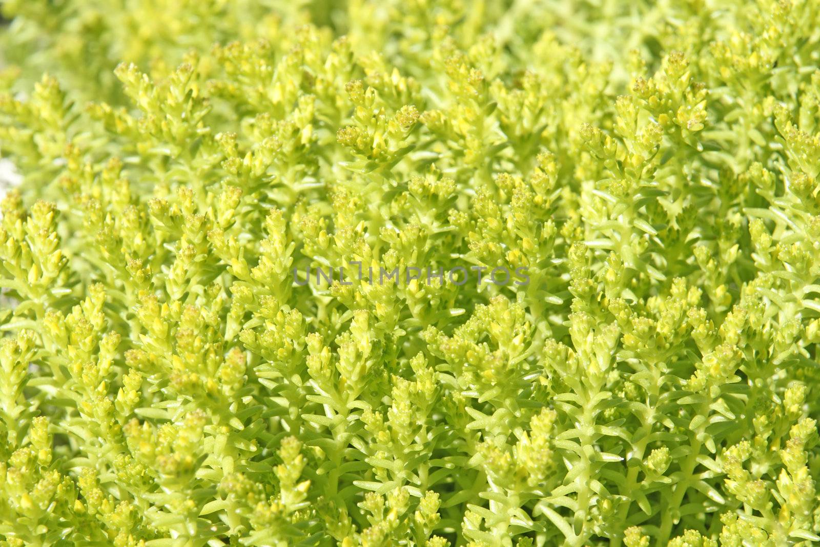 Low key close-up of  little green plants with yellow flowers forming a thick dense mat, interesting textures.