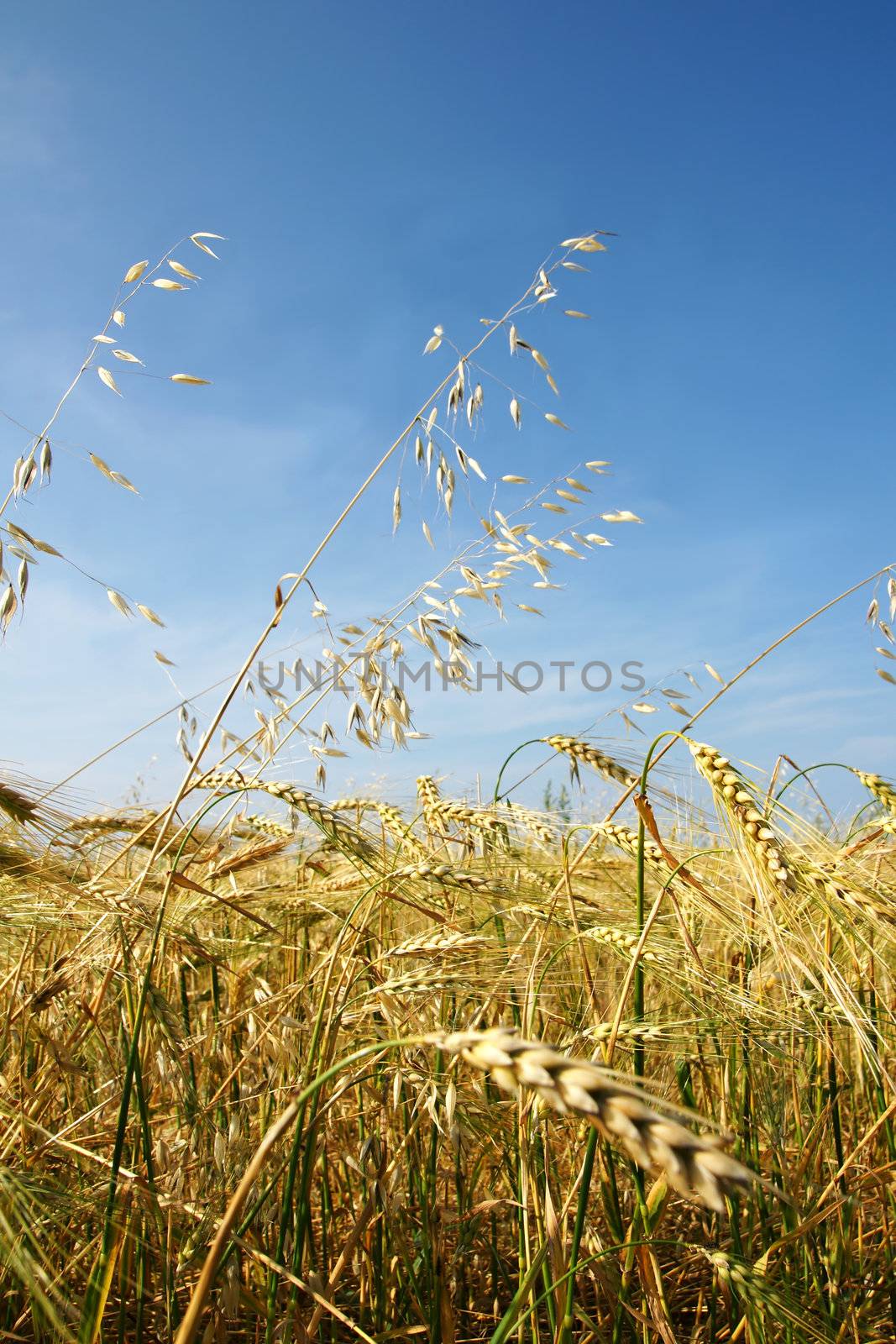 Vertical of a field of golden ripe barley with some oat growing amongst it, shot against bright blue sky with few diffused white clouds.