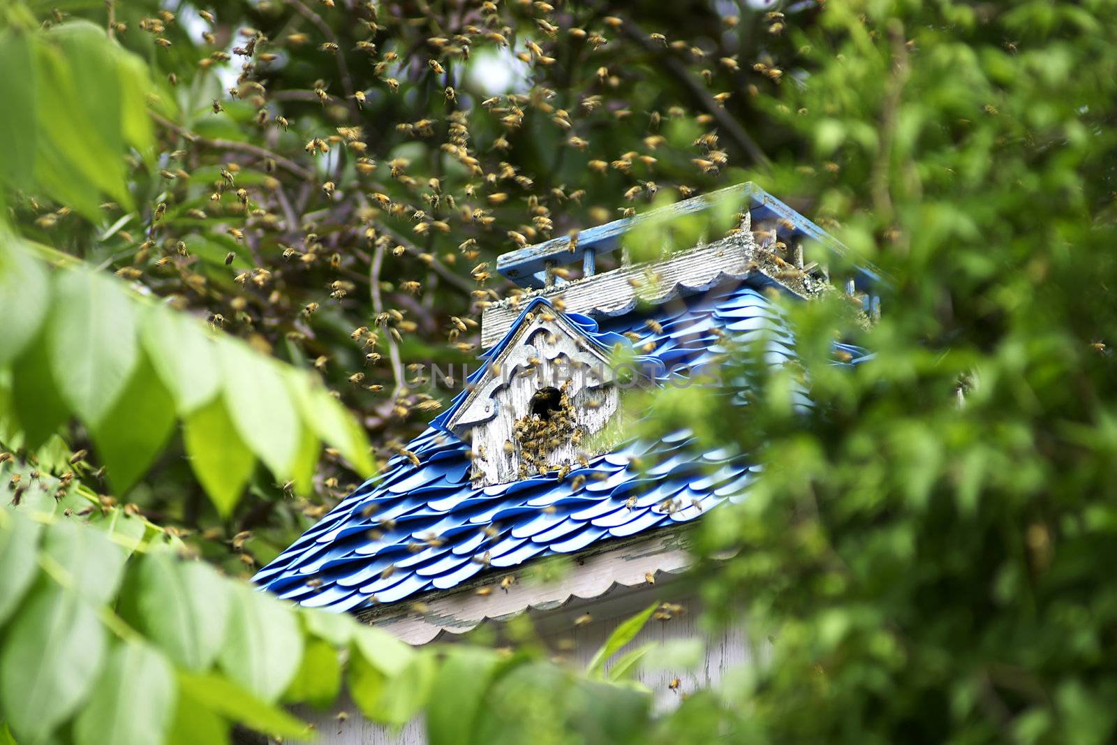 Huge swarming of bees as they are checking out this old abandoned bird nest box as a possible new home up in the trees.