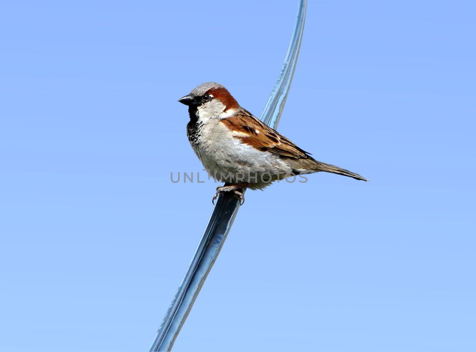 Common male house sparrow resting on an electrical wire in the city against blue sky.