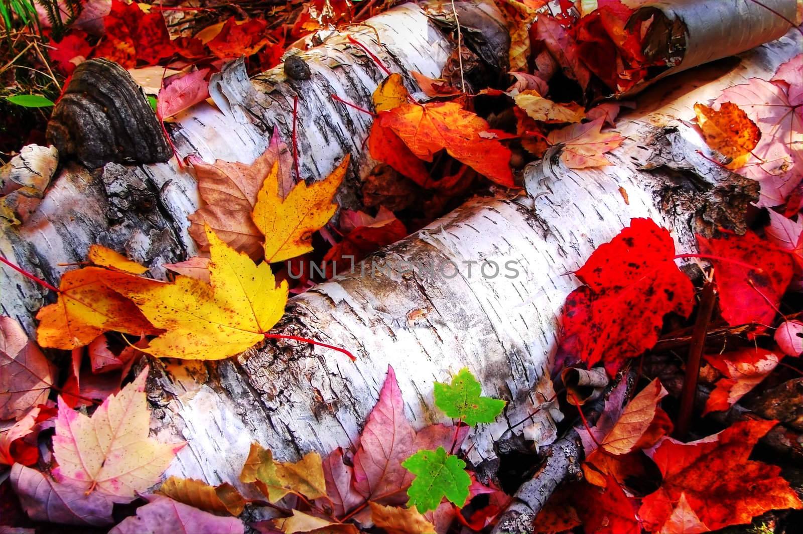 Dramatic high key autumn colors of fallen maple leaves on paper birch wood log on the ground. Perfect fall background.                  