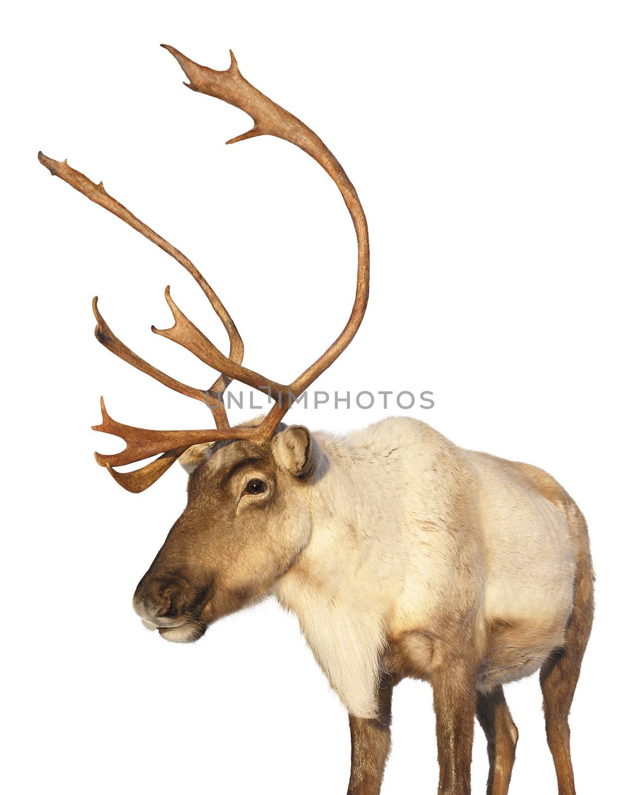 Close-up on a caribou reindeer at sunset looking at camera isolated on white background 