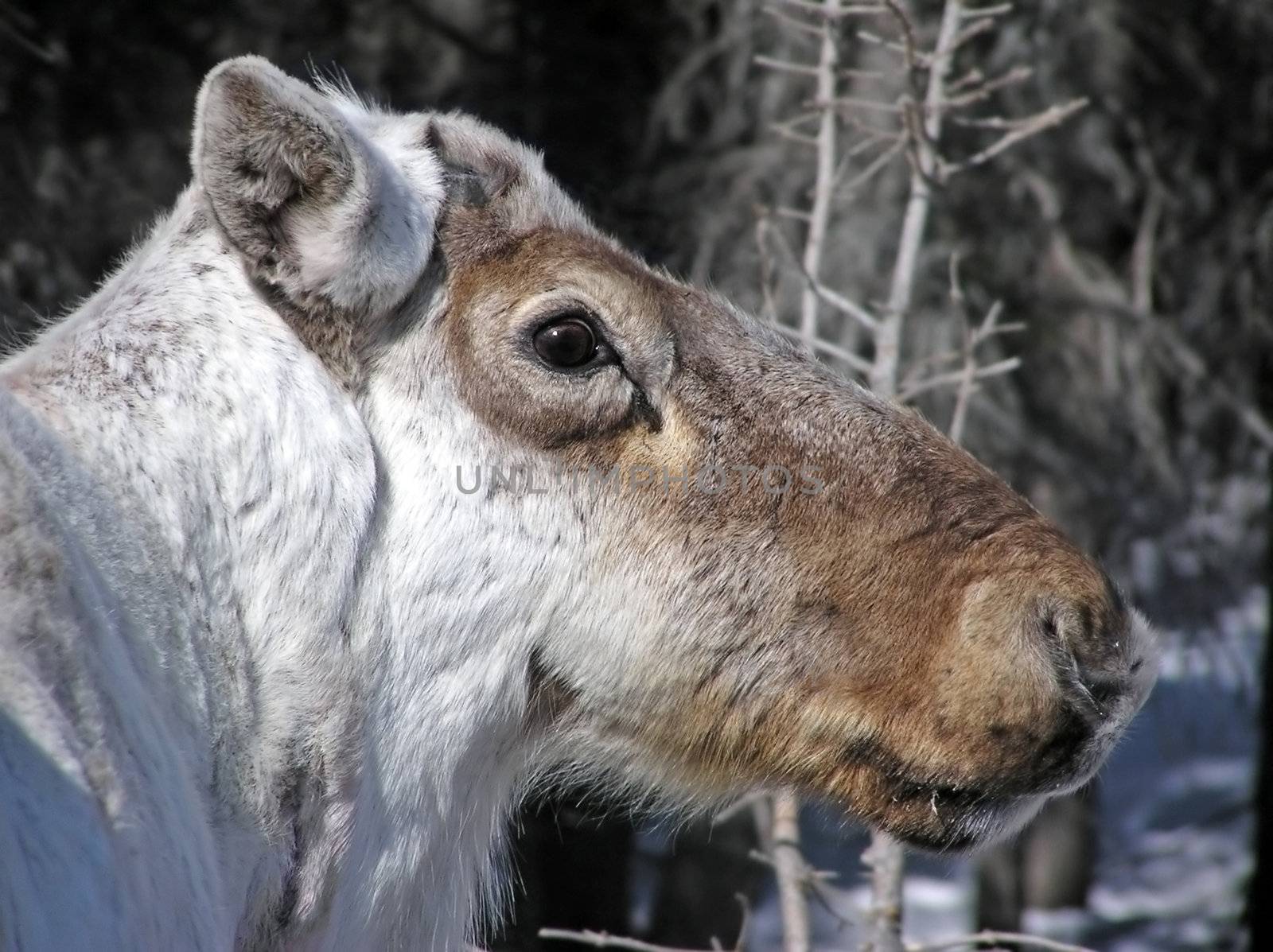 Close-up portrait of a caribou reindeer during winter when it has lost its antlers. The scar left where they will grow back visible. Great light and details.