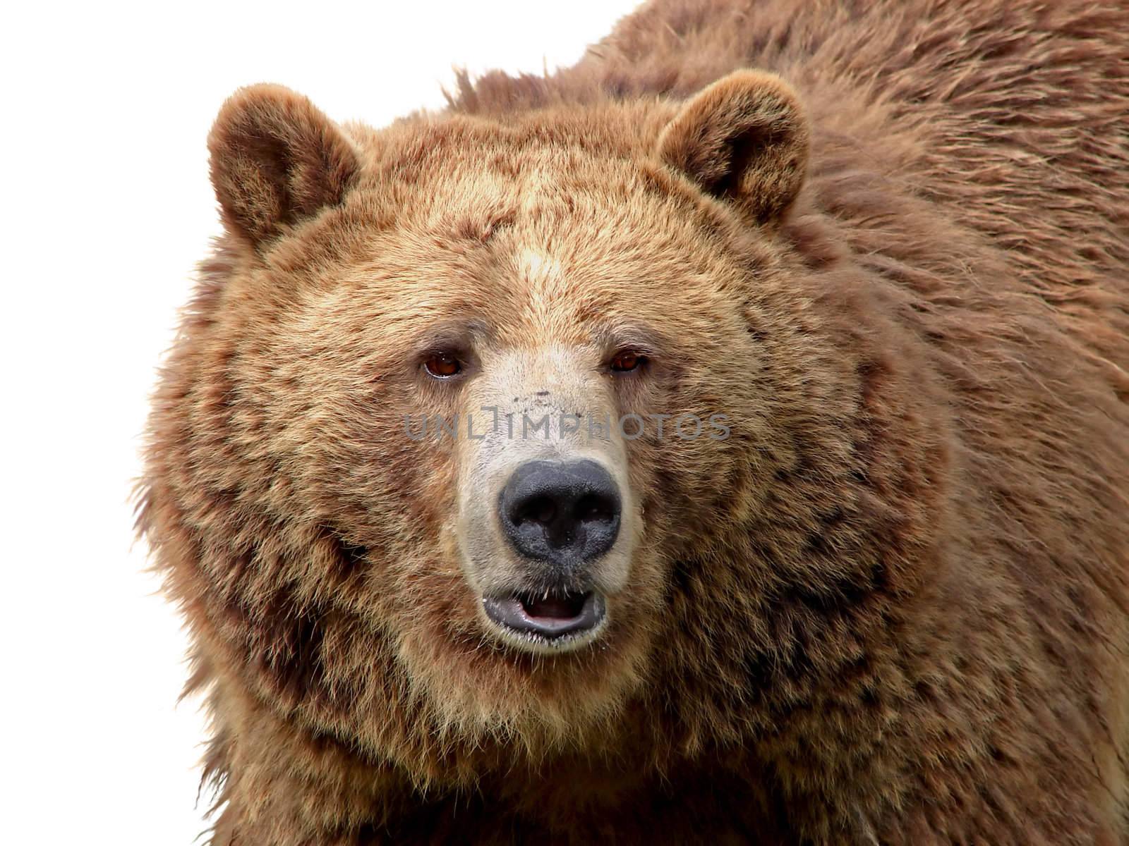 Detailed close-up portrait of a magnificient grizzly brown bear with texture of the fur showing.