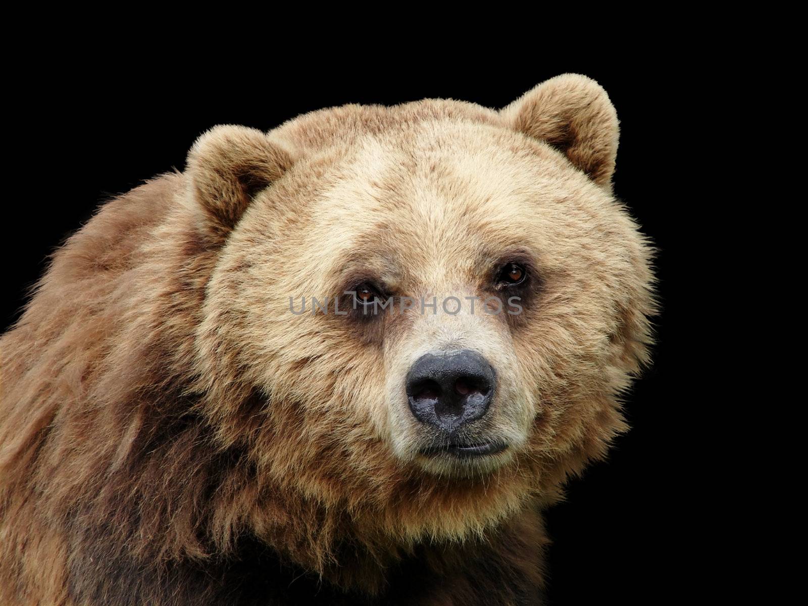 Close up sad Grizzly bear looking at camera isolated on black by Mirage3