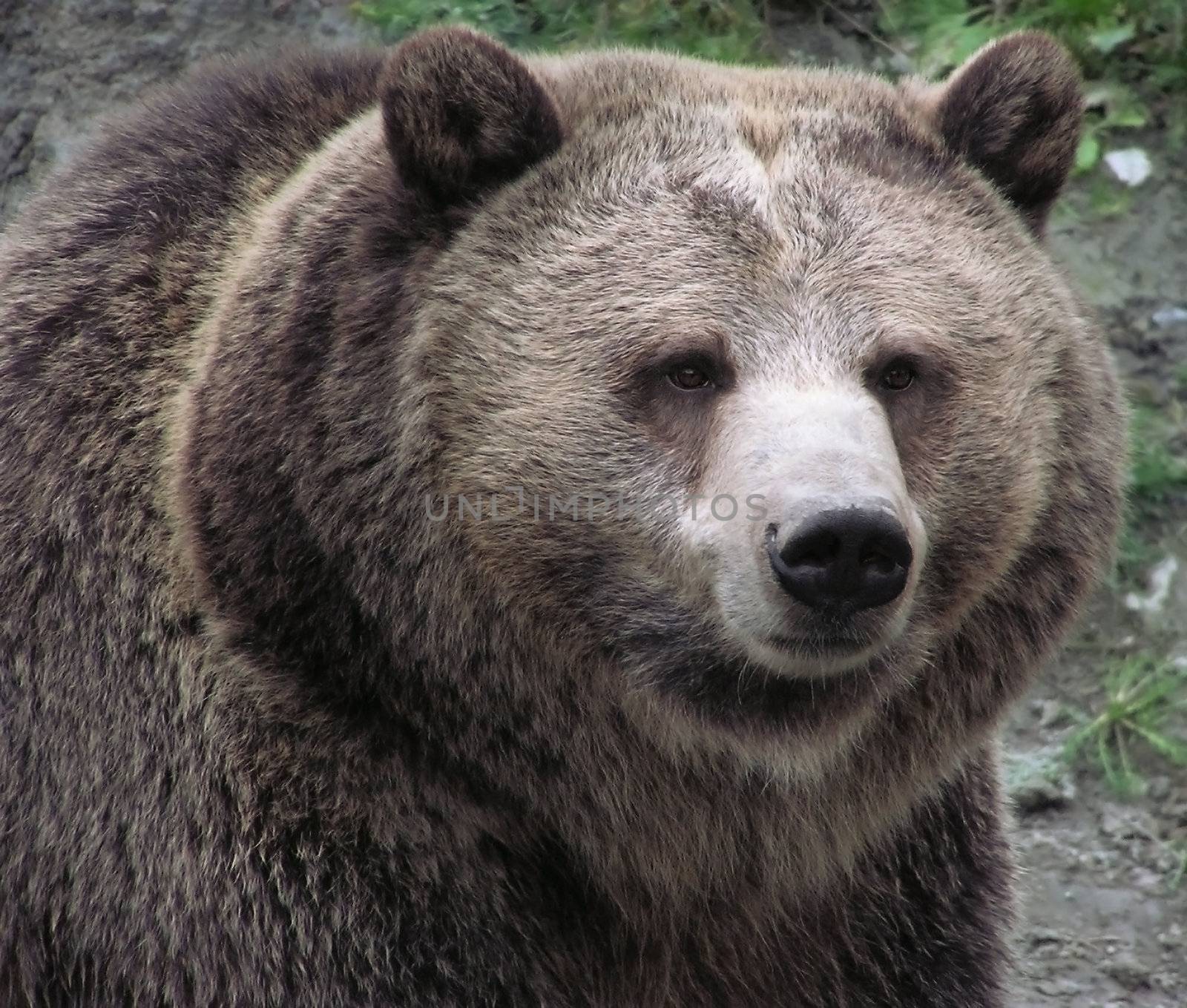 Close-up of a female Grizzly bear by Mirage3