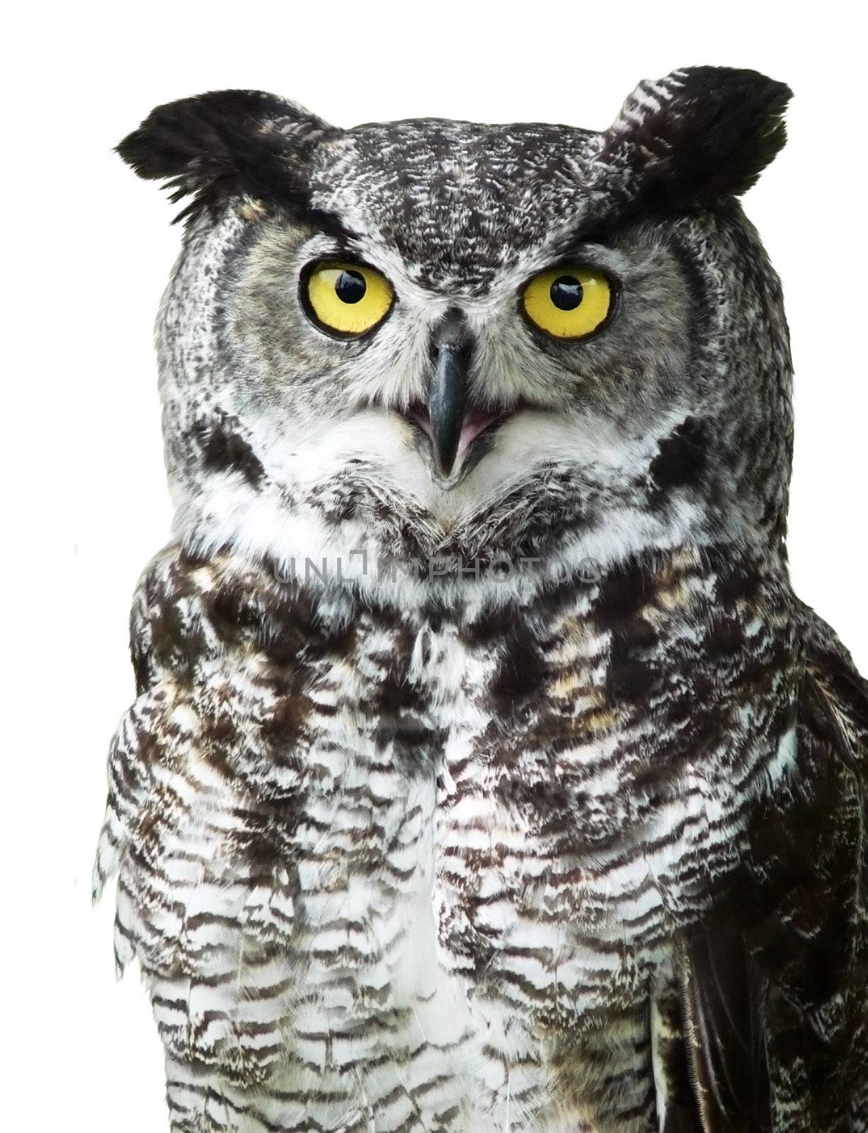 Close-up of a Great horned Owl with very bright yellow eyes looking directly at the camera with eyes and feathers details.