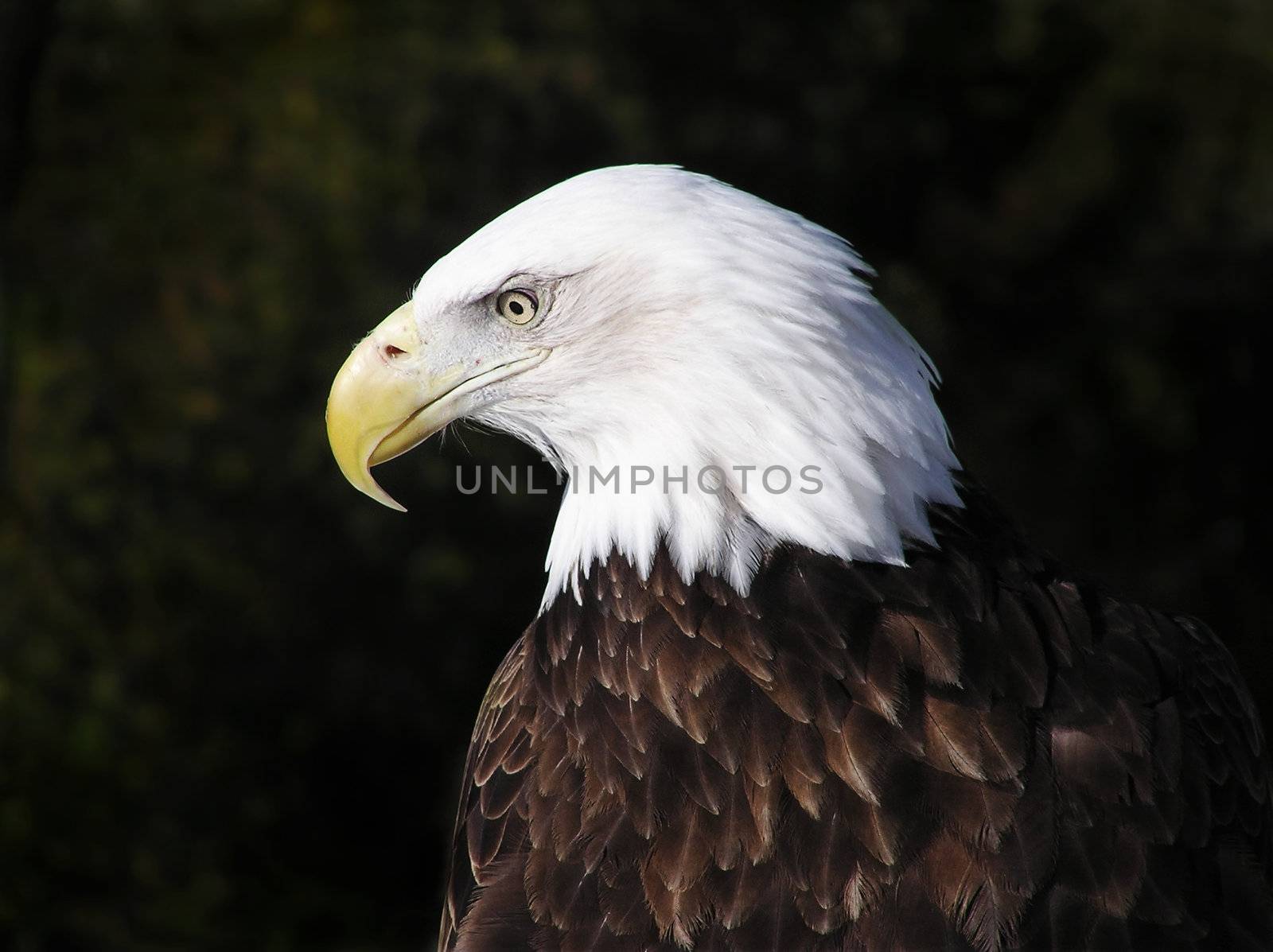 Profile portrait of an American Bald Eagle by Mirage3